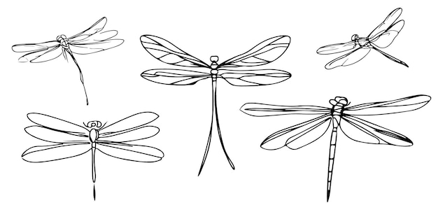 A set of dragonfly wings with the words dragonfly on the left side.