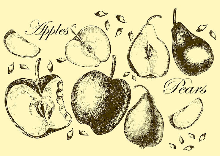 वेक्टर set of drawing apples and pears illustrations