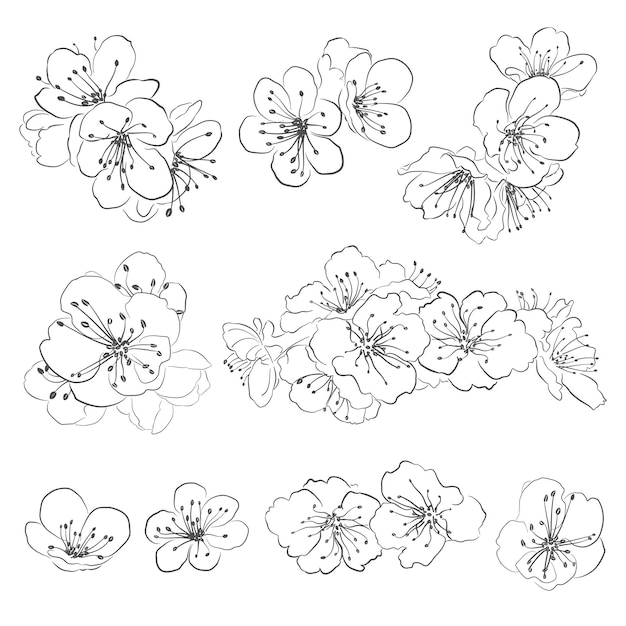 Set di disegni di fiori di ciliegio