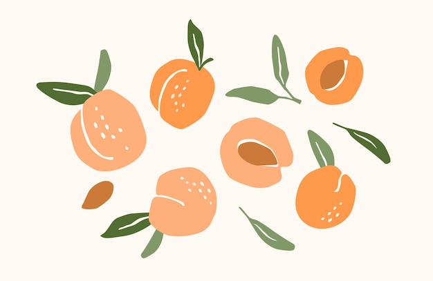 Set of drawn apricots Vector illustration Isolated elements for design