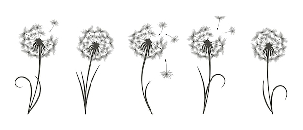Set of drawn dandelions with flying fluff. Line art. Floral templates, print, icons, vector