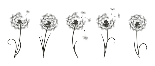 Set of drawn dandelions with flying fluff. line art. floral templates, print, icons, vector