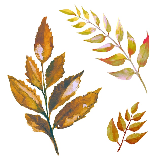 Set dried leaves of trees in boho style illustration