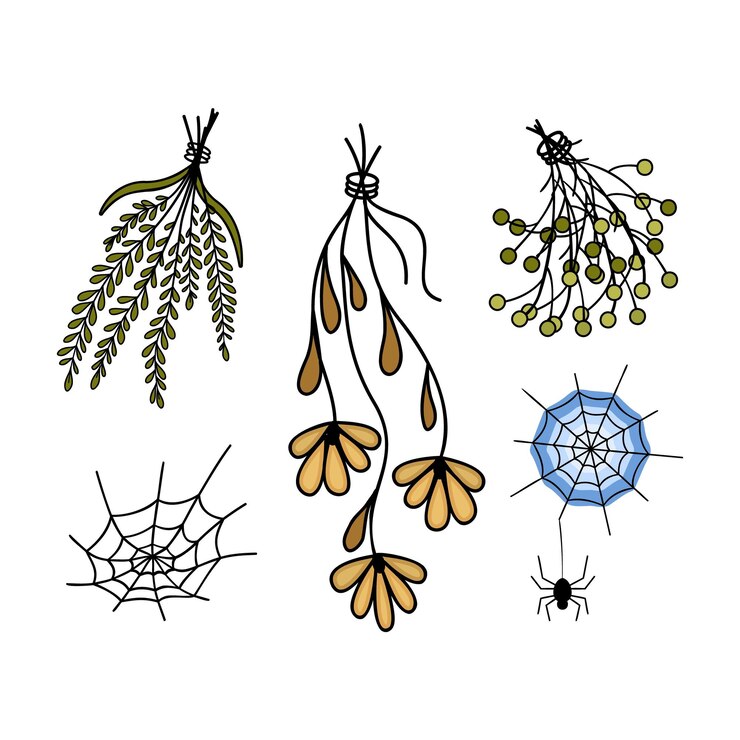 Vector set dry herbs dried flowers cobwebs and spiders magic natural medicine colored vector chamomile