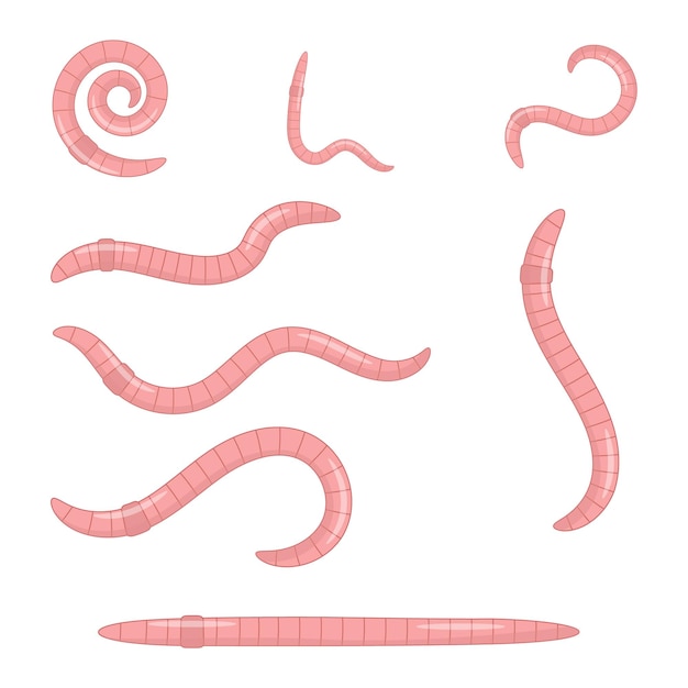 A set of earthworms pink worms of different shapes