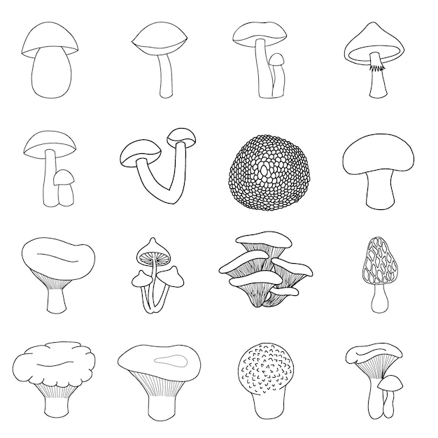 Set of edible mushrooms in doodle style linear vector illustration on white background