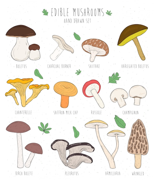 Set di funghi commestibili con titoli. boletus della raccolta dell'illustrazione di vettore disegnato a mano, carbone, shiitake, galletto. colorato.