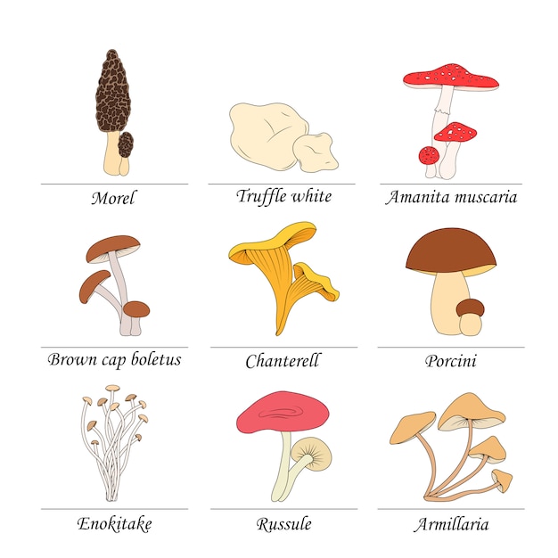 Vector set of edible mushrooms with titles on white background.