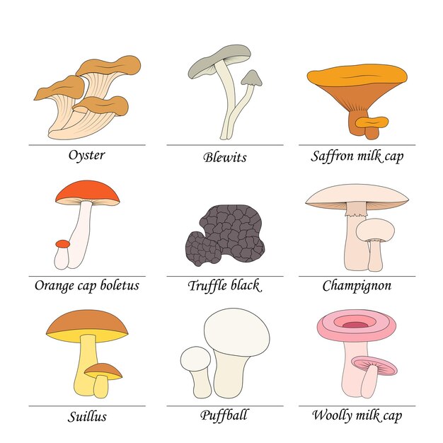 Набор съедобных грибов с названиями на белом фоне.