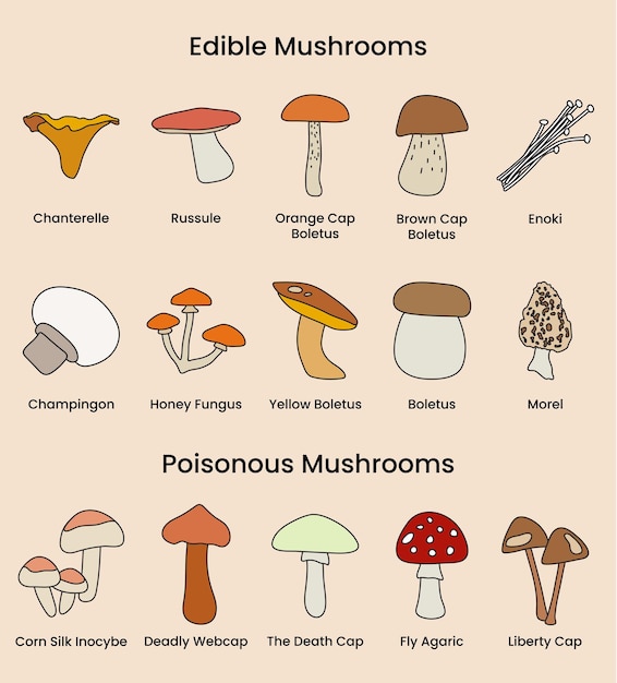 Vector a set of edible and poisonous mushrooms in outline style on beige background for posters books