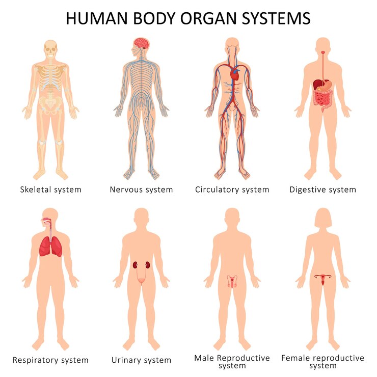 Vector set of eight systems of organs of the human body: circulatory, nervous, skeletal, digestive, male reproductive, female reproductive, respiratory and urinary systems. anatomical vector illustration.