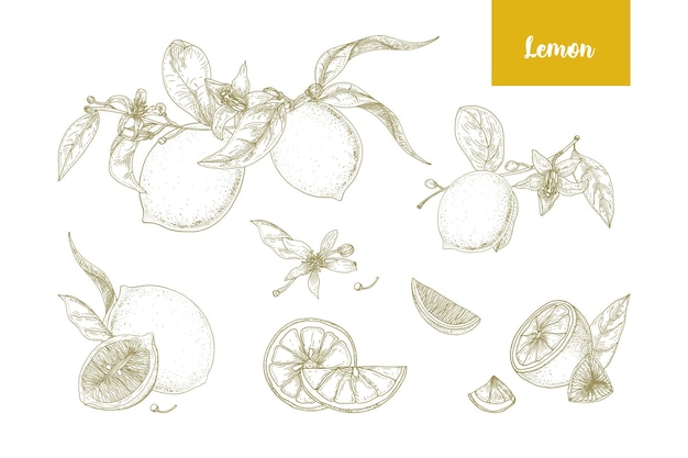 Набор элегантных ботанических рисунков целых и нарезанных лимонов, веток, цветов и листьев. Свежие сочные цитрусовые, нарисованные вручную контурными линиями на белом фоне. Монохромная векторная иллюстрация