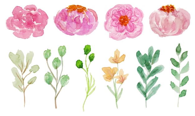 a set of elegant spring rose flower watercolor
