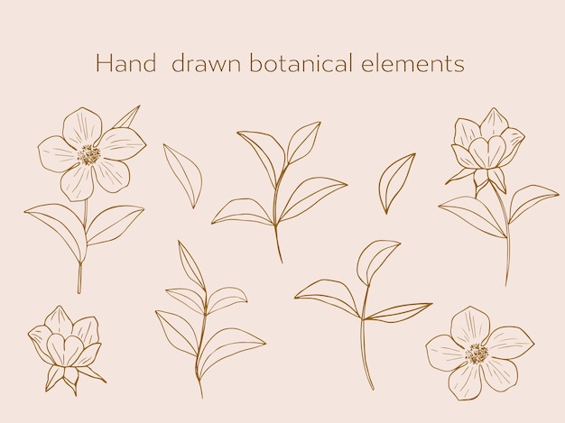 Set elegante botanische elementen in een lineaire minimalistische trendy stijl