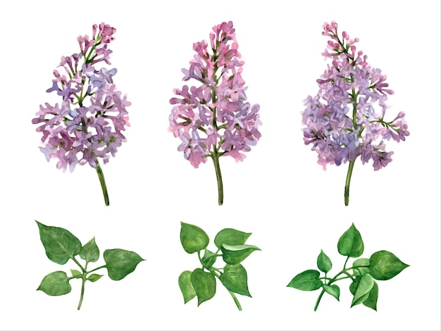 Vector set elementen van lila bloemen en bladeren botanische realistische afbeelding