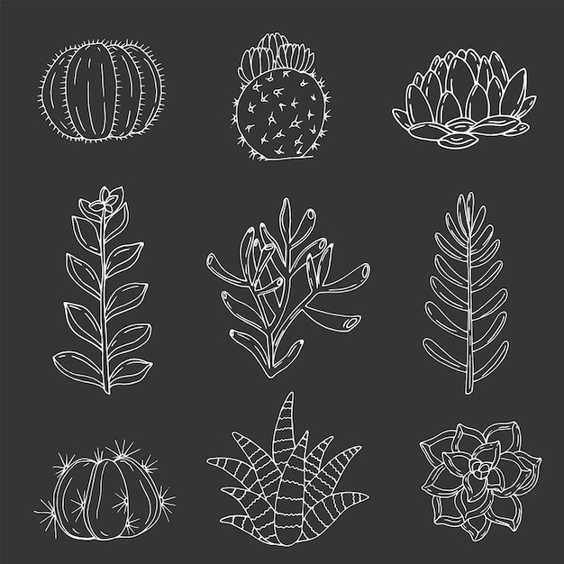 Set of elements with hand drawn cacti and succulents on a chalkboard background Vector icons in black and white sketch style Hand drawn isolated objects
