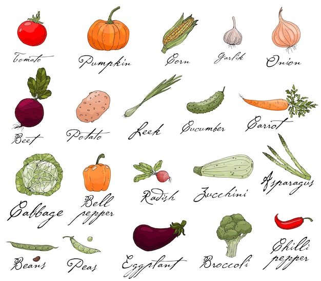 Vector set of elements with hand drawn vegetables on a white background vector icons in sketch style hand drawn white isolated objects