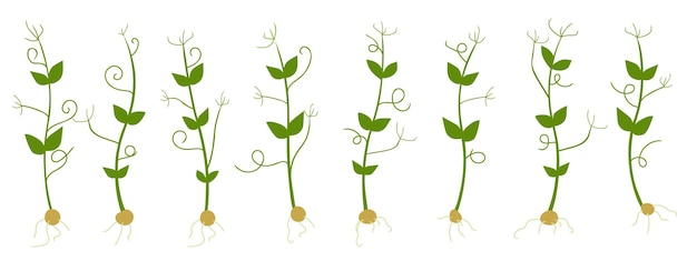 Set erwtkosjes geïsoleerd op witte achtergrond vector illustratie