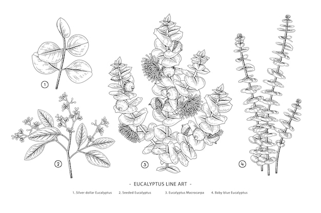 Vector set of eucalyptus branch botanical