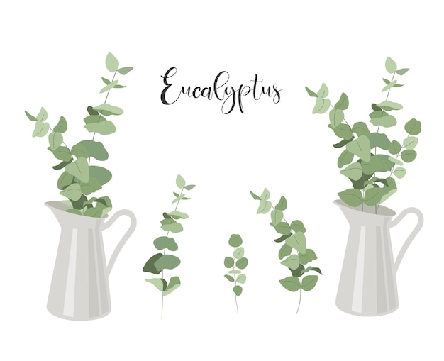 Set of eucalyptus. branches with leaves in jug.