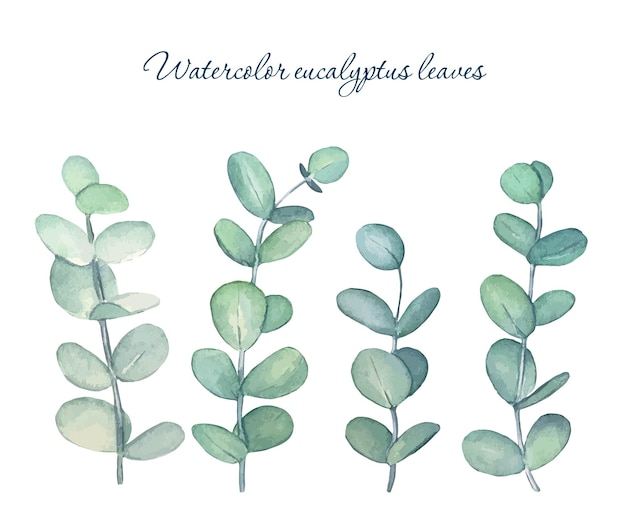 Vector set of eucalyptus leaves watercolor illustration