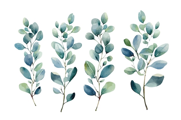 Set Eucalyptus takken natuur botanische decoratieve collectie Vector illustratie geïsoleerde collectie tropische blad set