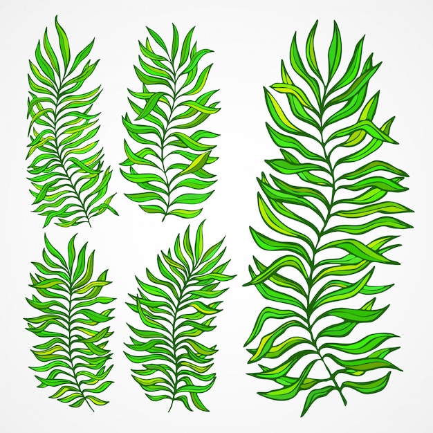 Vector set of exotic foliage.