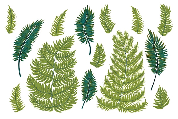 Set of exotic leaves Ferns Vector illustration for advertising design summer vacation tropical paradise