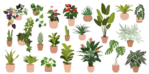a set of fashionable houseplants various indoor plants isolated on a white background