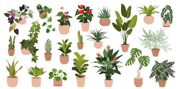 A set of fashionable houseplants various indoor plants isolated on a white background