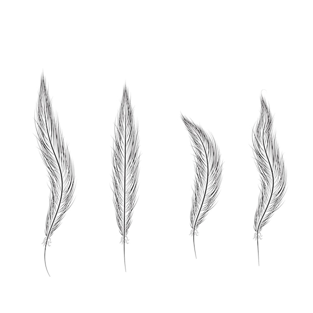 Set of feathers are hand-drawn on a white background.