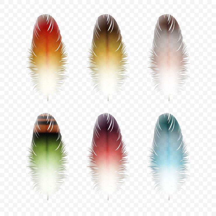 Vector set of feathers isolated