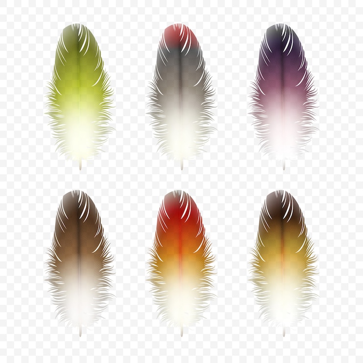 Vector set of feathers isolated