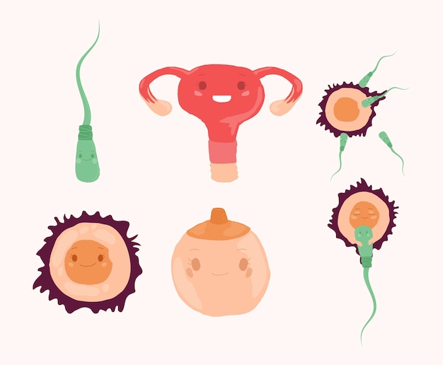 Vector set of female reproductive system vector cartoon illustration