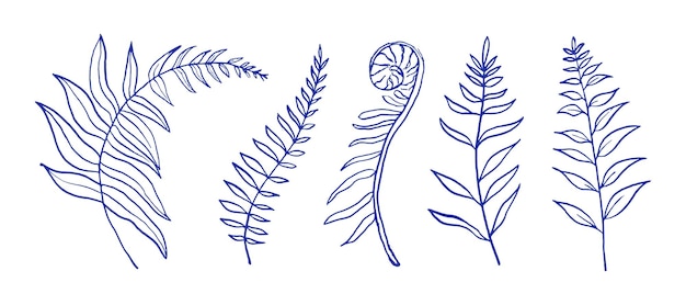 Set of fern branches Hand drawn with blue ink Suitable for cosmetics fashion and packaging design