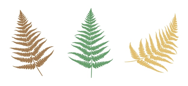 Set of Fern leaf silhouette Vector illustration