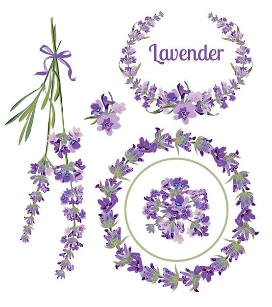 Vettore impostare cornici ed elementi festivi con fiori di lavanda per biglietto di auguri illustrazione botanica