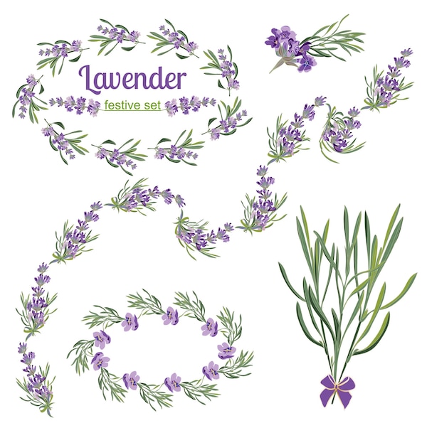 set festive frames and elements with lavender flowers for greeting card botanical illustration