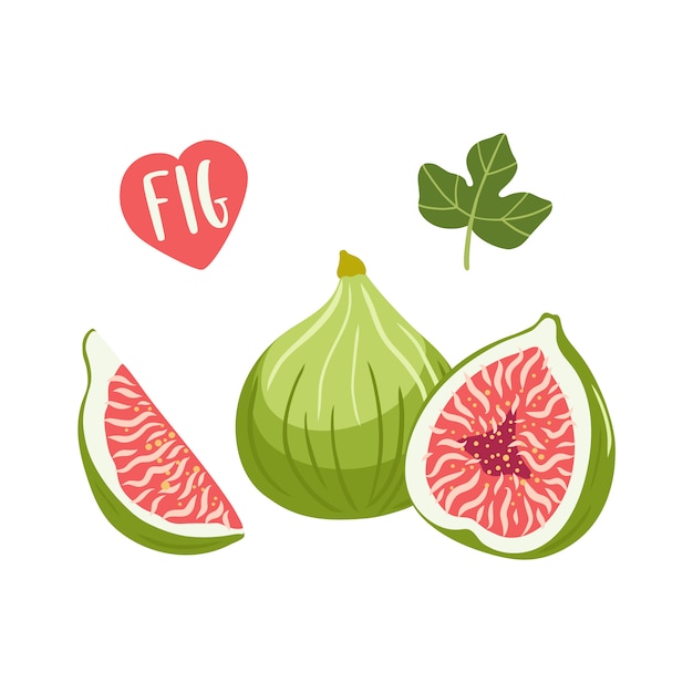 Set of fig fruit illustrations.