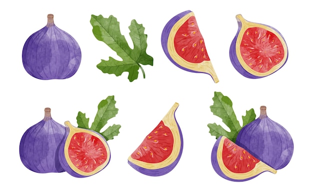 Set of fig fruit with leaves design elements watercolour style vector illustration