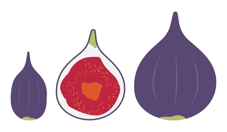 Vector set of figs and cut half sweet fruit pulp purple summer fruit harvesting vegan and healthy food