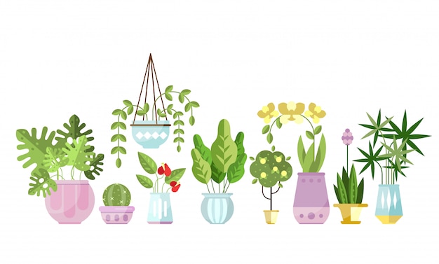 Set of flat style colorful houseplants in pots standing in line.
