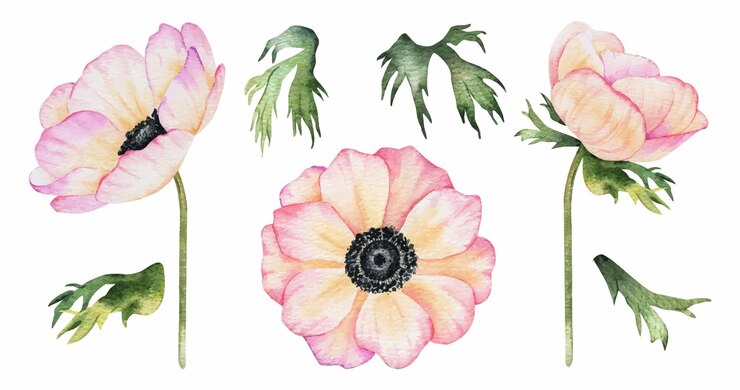 Vector set floral elements of anemone rose clipart of leaves stems pink flowers isolated hand drawn watercolor illustration floral collection botanical elements for wedding design textile scrapbooking
