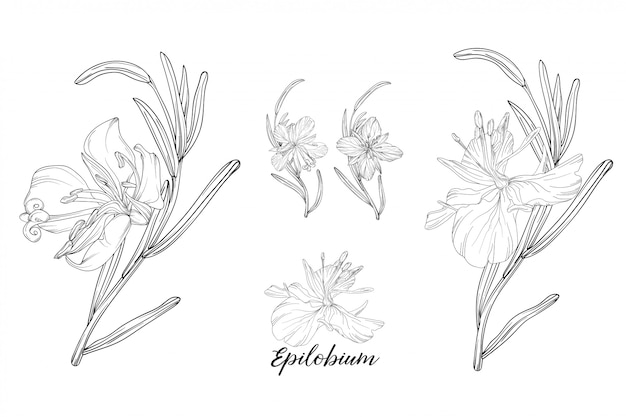 Set of floral elements epilobium