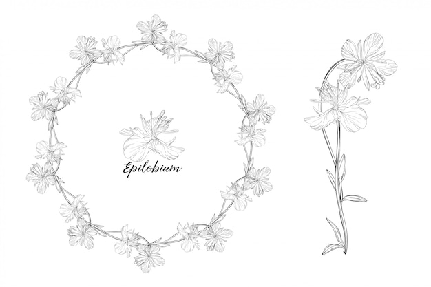 꽃 요소 epilobium 세트