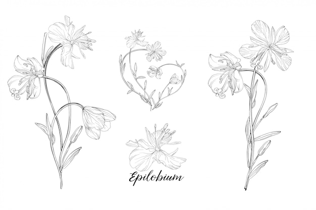 set of floral elements epilobium