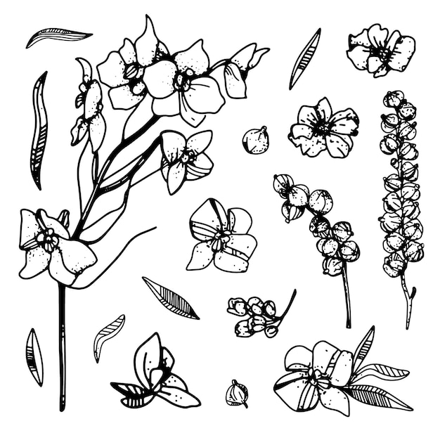 Set of floral line art ink drawing on white