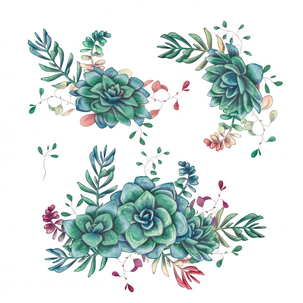 Set of floral succulents compositions in hand draw style.