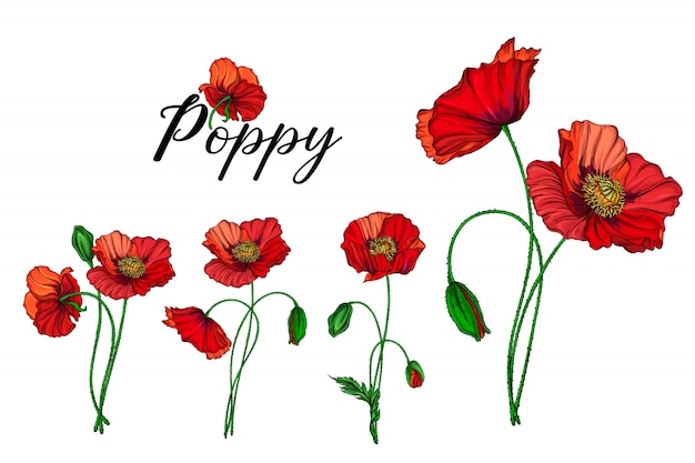 Set of flower arrangements with red poppy flowers