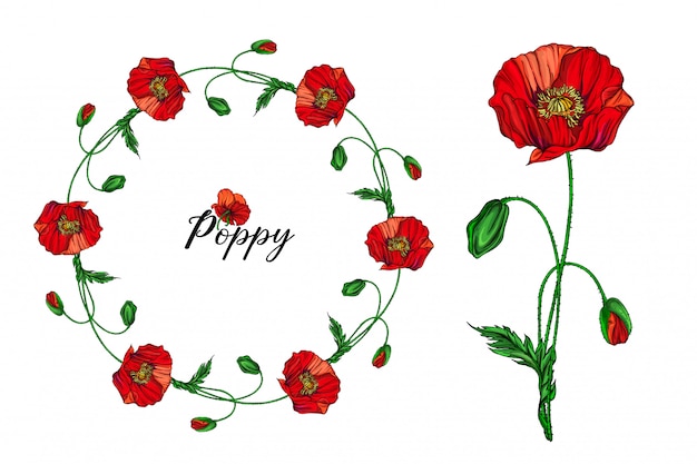 Set of flower arrangements with red poppy flowers